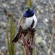 This photo of a previously unknown species of hummingbird led to the discovery of the critically endangered Blue-throated Hillstar.